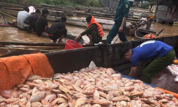Đồng Nai: Nước lũ dâng lên bất thường khiến cá bè chết hàng loạt, thiệt hại hàng trăm tỷ đồng