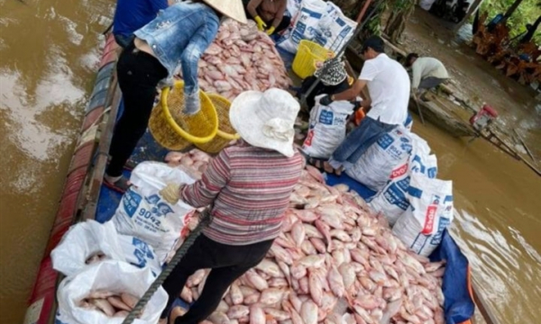 Hơn 755 tấn cá lồng bè chết trương phình trên sông: Sở NN&PTNT Đồng Nai nói gì?