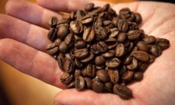 Vì sao giá cà phê sẽ tăng cao trong dài hạn?