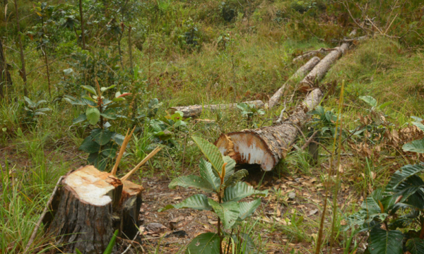 Đua nhau phá rừng, lấn chiếm đất dự án ở Lâm Đồng