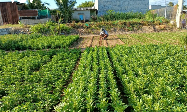 Nông dân trồng hoa, rau màu ở Ninh Thuận thấp thỏm lo 'đói' vụ Tết