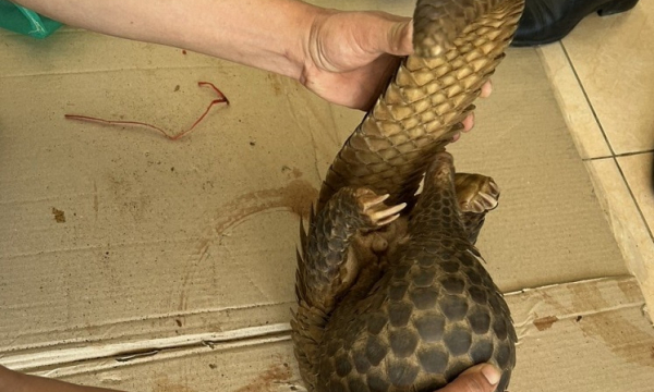 22 cá thể động vật hoang dã giấu dưới gầm xe container chuối nhập khẩu