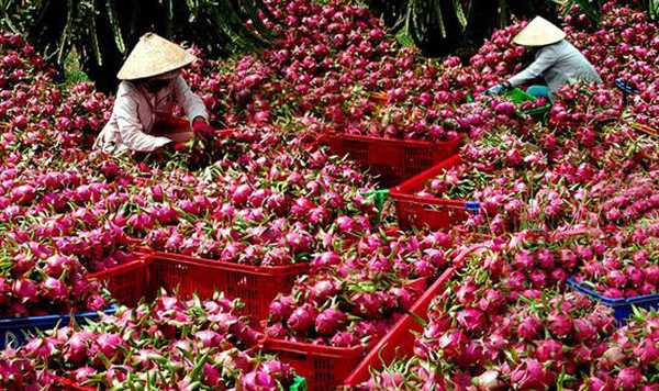 Nông sản Việt Nam cần được đặt hàng chứ không phải chờ giải cứu