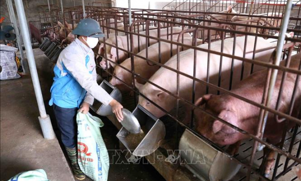 Giá lợn hơi tăng tại nhiều tỉnh, người nuôi mừng dù chưa đạt kỳ vọng