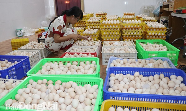 Giá trứng, thịt tăng cao, người nuôi lại giảm đàn