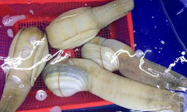 Loài hải sản nhìn “ngượng đỏ mặt”, ở Việt Nam 650.000/kg được ví như “thần dược“