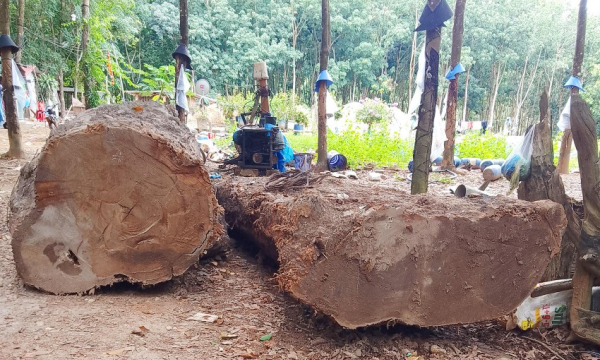 Người vớt khúc gỗ lạ ở Kon Tum chính thức bị phạt 4 triệu đồng