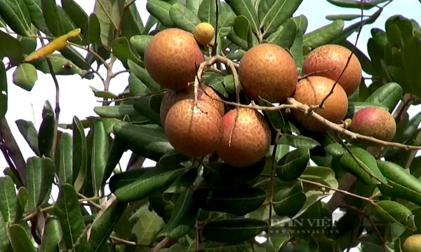Diện tích cây ăn trái có giá trị kinh tế cao của Bà Rịa – Vũng Tàu tăng hơn 1.400ha