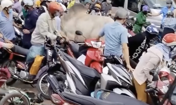 Kinh hoàng con bò 'đốn hạ' nhiều người và xe máy ở Đồng Nai
