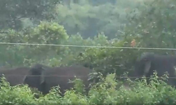 CLIP xuất hiện đàn voi tại đồi Đá Trắng, Đồng Nai