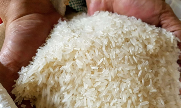 Giá gạo Việt xuất khẩu tiếp đà tăng mạnh, sắp chạm đỉnh lịch sử
