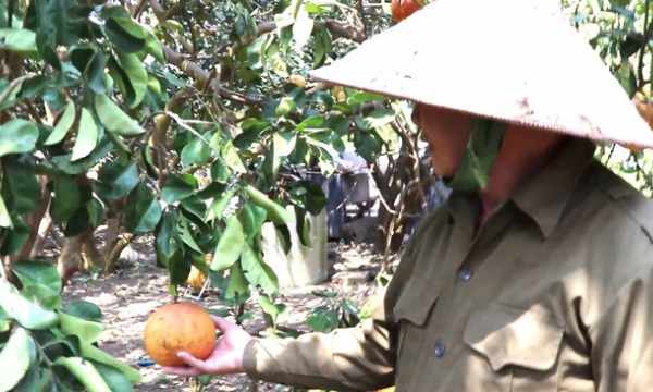 Hàng trăm tấn bưởi chờ 'giải cứu' ở Đồng Nai