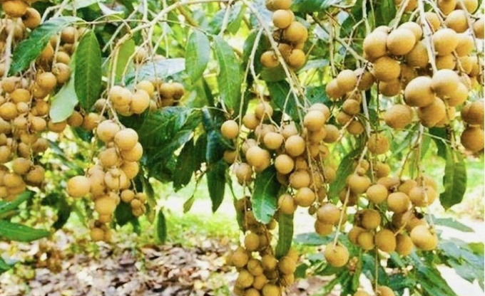 Vụ nhãn Hưng Yên 2025: Sản lượng vượt 50.000 tấn, trên 60% đạt chuẩn VietGAP và hữu cơ