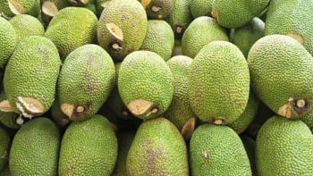 Giá mít Thái giảm sâu, nông dân miền Tây đối mặt thua lỗ