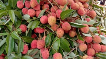 Vải u hồng Đắk Lắk chín sớm được mùa, giá cao, xuất khẩu ra quốc tế