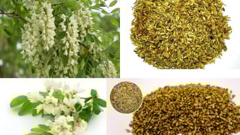 12 công dụng chữa bệnh ít ai ngờ tới của hoa hòe