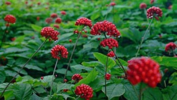 Sâm Ngọc Linh được công nhận là di sản văn hóa phi vật thể quốc gia