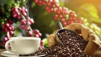 Thị trường cà phê 16/5: Robusta lao dốc, Arabica bật tăng nhẹ