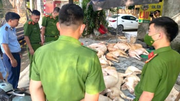 Hàng trăm ký thịt lợn ôi thiu bị bắt giữ kịp thời tại Vĩnh Phúc