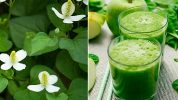 Rau diếp cá: “thần dược” tự nhiên cho làn da khỏe đẹp