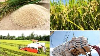 Thị  trường xuất khẩu gạo Việt sang Trung Quốc khởi sắc