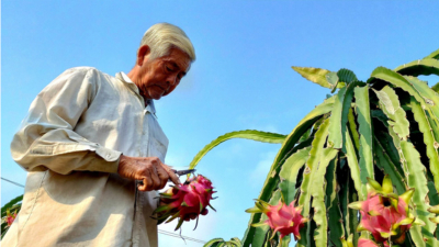 Người trồng thanh long càng làm càng lỗ