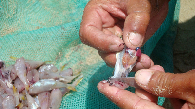 Đà Nẵng: Xử lý nghiêm hành vi cố ý khai thác, mua bán, chế biến cá nóc