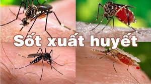 Cách chăm sóc và phòng chống bệnh sốt xuất huyết
