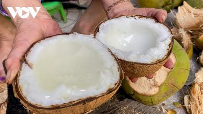 Dừa sáp Trà Vinh vừa được đăng ký bảo hộ chỉ dẫn địa lý, đây là loại đặc sản lọt Top 50 đặc sản nổi tiếng của Việt Nam