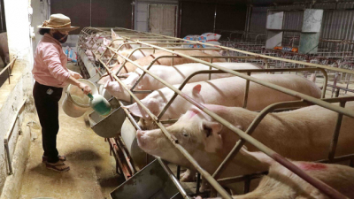 Thức ăn chăn nuôi cao, nông dân bán lợn không đủ trả tiền cám, xác định 