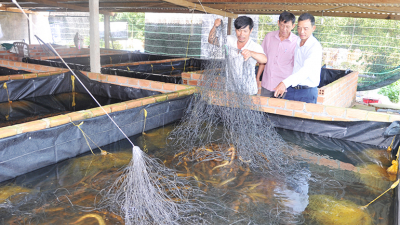 Mô hình nuôi lươn không bùn trong bể xi măng mang lại hiệu quả kinh tế cao