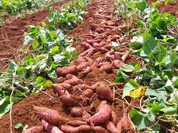 500ha khoai lang tại Đăk Lăk sẵn sàng chờ cấp mã vùng trồng