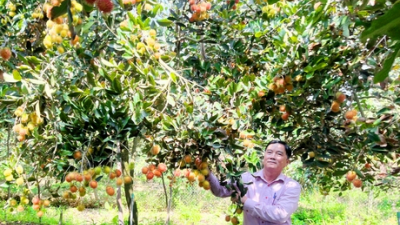 Chả kém gì sầu riêng, mít thái thứ trái cây nguồn gốc Indonesia này trồng ở Vĩnh Long bất ngờ tăng giá gấp đôi