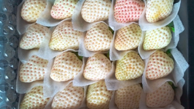 Nhập khẩu lên đến 2,5-3 triệu đồng/kg, dâu tây trắng hay dâu tây Bạch Tuyết trồng tại Đà Lạt chỉ có giá bán từ 65.000 đồng/hộp 250 gram