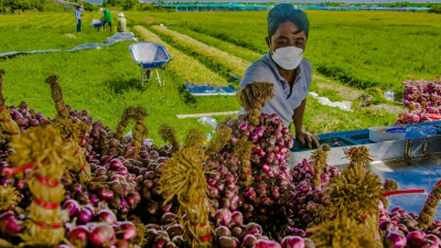 Loại nông sản Việt cả thế giới đang 'khát', Trung Quốc săn lùng ráo riết
