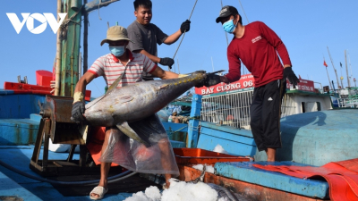 Nhật Bản đã vượt Mỹ trở thành thị trường xuất khẩu lớn nhất của thủy sản Việt Nam