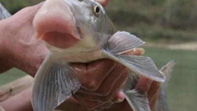 Loại cá được phong danh hiệu “Văn Lang đệ nhất ngư” giá lên tới 1,6 triệu đồng cân