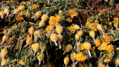 Hàng chục triệu cành hoa Tết Đoan Ngọ đối mặt với nguy cơ ế ẩm, Đà Lạt mong TP.HCM mở lại chợ Đầm Sen