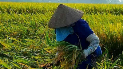 Gạo xuất khẩu của Việt Nam “được giá”, cao hơn gạo Thái Lan