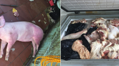 Phát hiện cơ sở kinh doanh 1 tấn thịt lợn bốc mùi hôi thối