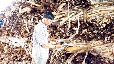 Đồng Nai: Chân dung giám đốc HTX hô biến bẹ chuối thành hàng xuất khẩu