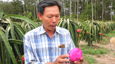 Đồng Nai: Người tiên phong làm thanh long hữu cơ để xuất khẩu
