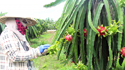 Nhiều nông dân chặt bỏ vườn thanh long ruột đỏ