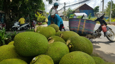 Nông dân 'khóc ròng' với mít Thái