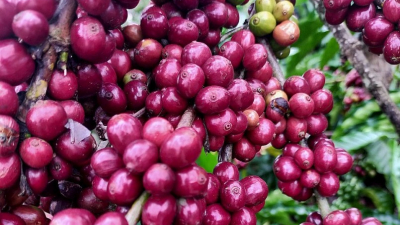 Cà phê tăng mạnh lên mốc 50.000 đồng/kg