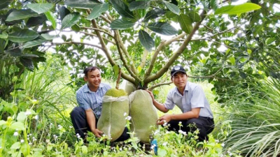 Nông dân Bình Phước làm nông nghiệp bằng wifi, công nghệ IoT, phát triển gần 800 ha mít ruột đỏ và vú sữa hoàng kim