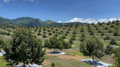 Sầu riêng hay sầu chung