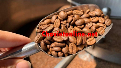 Toàn cầu lo thiếu một loại hạt Việt Nam đang chiếm vị trí thứ hai thế giới về sản lượng: Tham khảo cà phê nguyên chất tại chovietonline.net