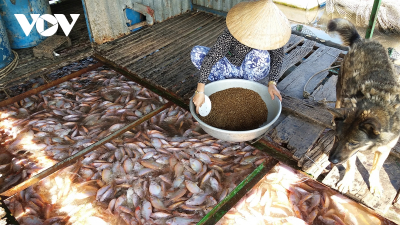 Người nuôi cá bè ở Tiền Giang điêu đứng vì thương lái ngưng thu mua