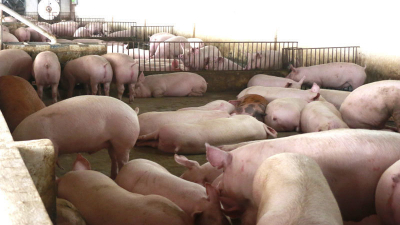 Giá lợn hơi giảm xuống đáy thấp nhất 2 năm qua, dao động trong khoảng 51.000-55.000 đồng/kg
